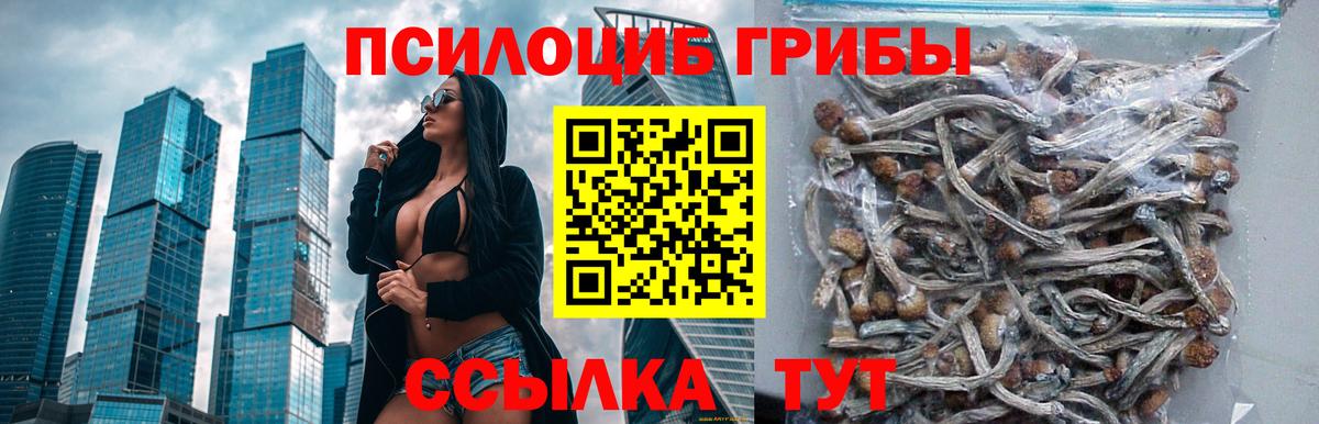 Псилоцибиновые грибы Psilocybe  Вход с VPN  Хасавюрт 